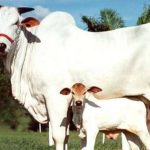 देशी गोवंशाच्या संरक्षणाला चालना गायींच्या परिपोषणासाठी अनुदान योजना