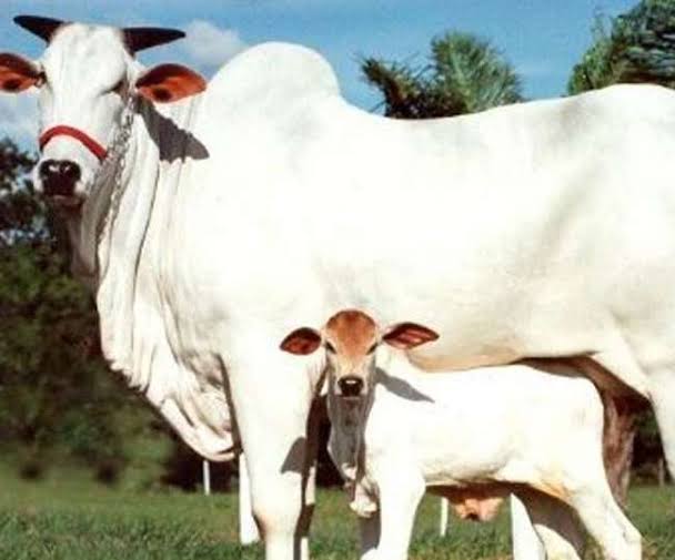 देशी गोवंशाच्या संरक्षणाला चालना गायींच्या परिपोषणासाठी अनुदान योजना