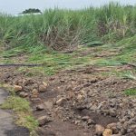 ओला दुष्काळ जाहीर करून संपूर्ण कर्जमाफी करावी रयत शेतकरी संघटनेची मागणी 