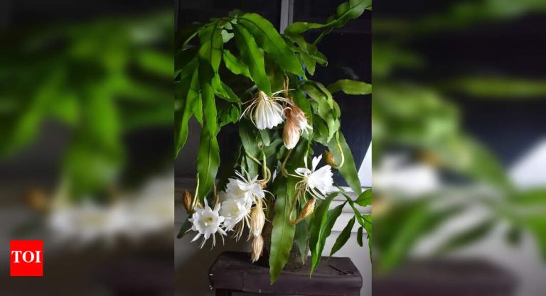 महाराष्ट्रातील ऊतक संस्कृती उद्योग प्रमाणन खर्च आणि तक्रारी निवारणात सुधारणा शोधतो