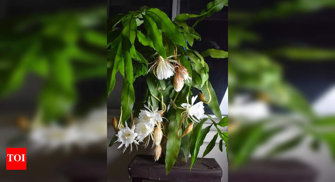 महाराष्ट्रातील ऊतक संस्कृती उद्योग प्रमाणन खर्च आणि तक्रारी निवारणात सुधारणा शोधतो