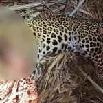 पुणे : पिंपरखेड येथे गेल्या 20 दिवसांत 3 जणांचा बळी घेणाऱ्या मानवभक्षी बिबट्याला गोळ्या घालून ठार करण्यात आले.