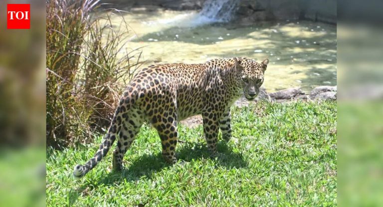 वाढत्या संघर्षांदरम्यान जुन्नर भारतामध्ये बिबट्याच्या जन्म नियंत्रणासाठी पुढाकार घेणार आहे