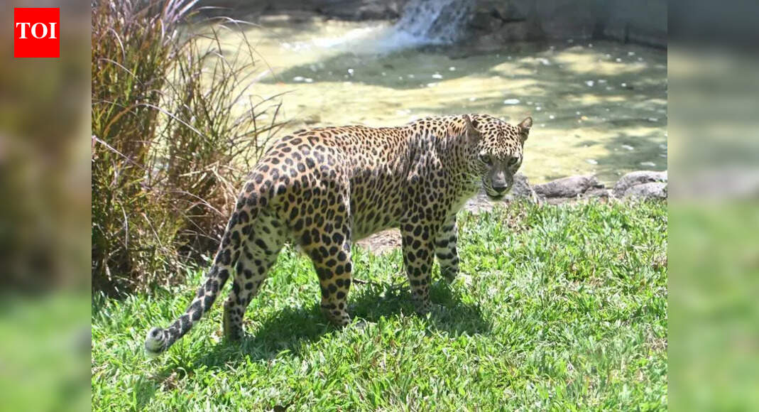 वाढत्या संघर्षांदरम्यान जुन्नर भारतामध्ये बिबट्याच्या जन्म नियंत्रणासाठी पुढाकार घेणार आहे