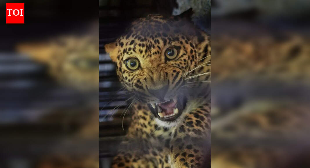 जुन्नर आणि आजूबाजूला बिबट्यांचे बिनधास्त राज्य: ‘ऊसाच्या शेतातील राजे’ लुप्त होत चाललेल्या स्पर्धकांमध्ये भरभराट