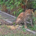 महाची बिबट्या नसबंदी चाचणी, भारतातील पहिली, पुण्यातील जुन्नर येथून 5 प्रौढ महिलांसह लवकरच सुरू होणार आहे.