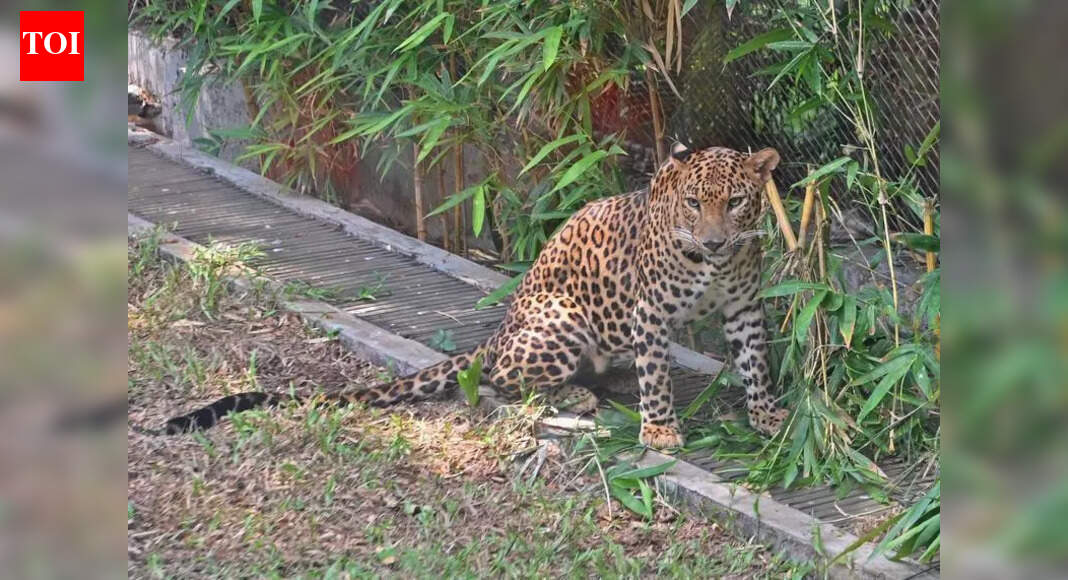 महाची बिबट्या नसबंदी चाचणी, भारतातील पहिली, पुण्यातील जुन्नर येथून 5 प्रौढ महिलांसह लवकरच सुरू होणार आहे.