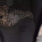 अनेक महिन्यांपासून सुरू असलेली शिकार संपली : पुणे विमानतळावर फिरणारा बिबट्या अखेर जेरबंद