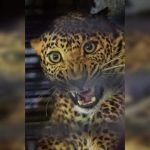 आयटी फर्म कॉग्निझंटने हिंजवडीतील कर्मचाऱ्यांना बिबट्याच्या चकमकीबाबत सल्लागार जारी केले