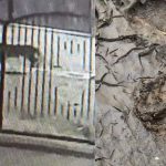 पुण्यातील पॉश परिसरात बिबट्याचे दर्शन, रहिवासी हाय अलर्ट