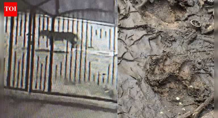 पुण्यातील पॉश परिसरात बिबट्याचे दर्शन, रहिवासी हाय अलर्ट