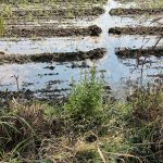 परळी ढेबेवाडी परिसरात पाईपलाईन लीकेज शेतीचे मोठे नुकसान पाटबंधारे विभाग जबाबदार 