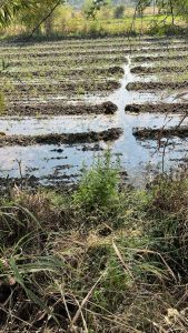 परळी ढेबेवाडी परिसरात पाईपलाईन लीकेज शेतीचे मोठे नुकसान पाटबंधारे विभाग जबाबदार 