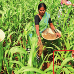 जमिनीचा तुकडा, भाजीपाला आणि बीडच्या महिलांनी केलेली शांत क्रांती