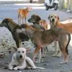 शिक्रापूर येथे भटक्या कुत्र्याचा धुमाकूळ ११ वर्षीय मुलीचा घेतला चावा